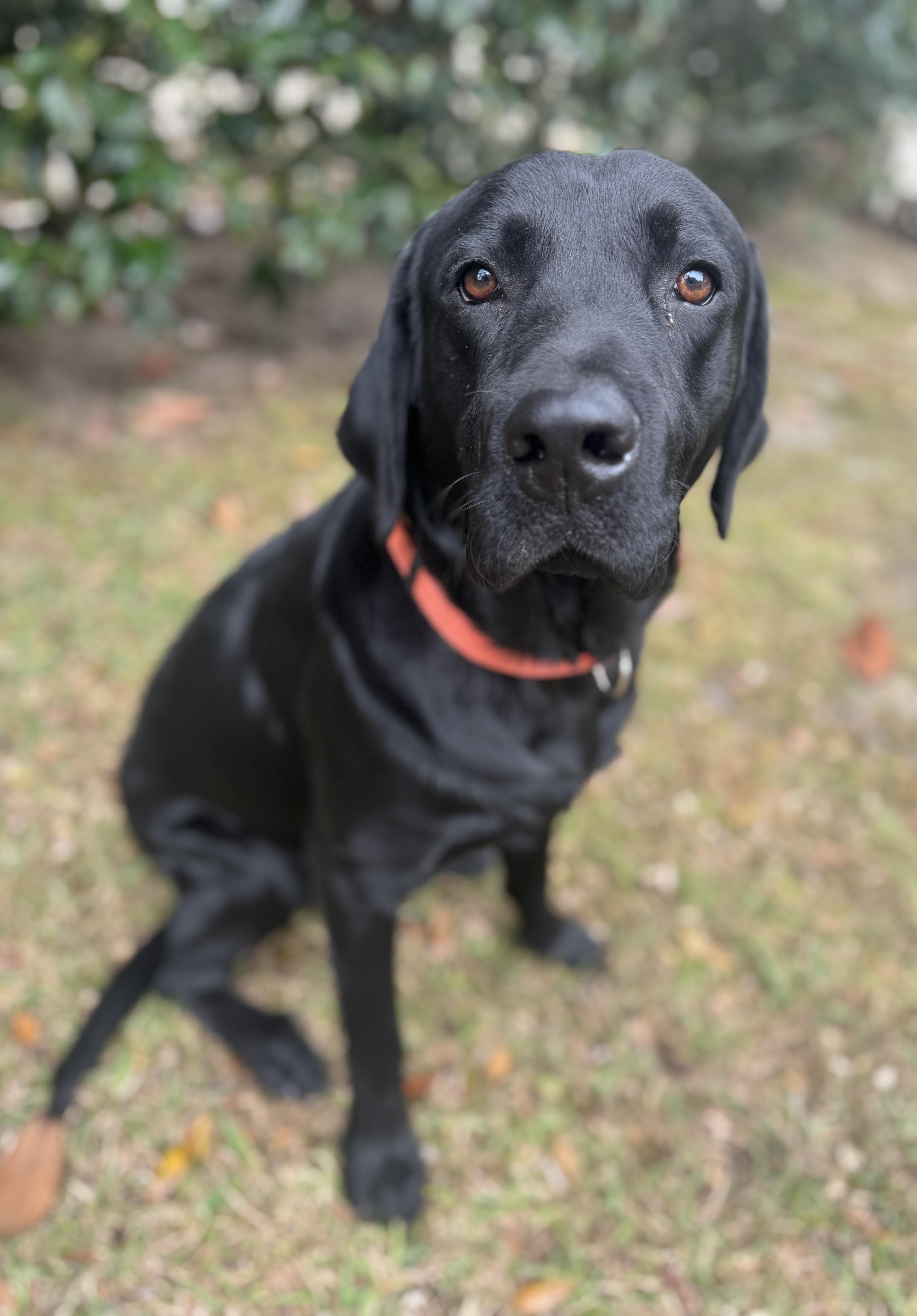 Enlarge Bear, a Adoptable Black Labrador Retriever in Navarre, FL image 2/4