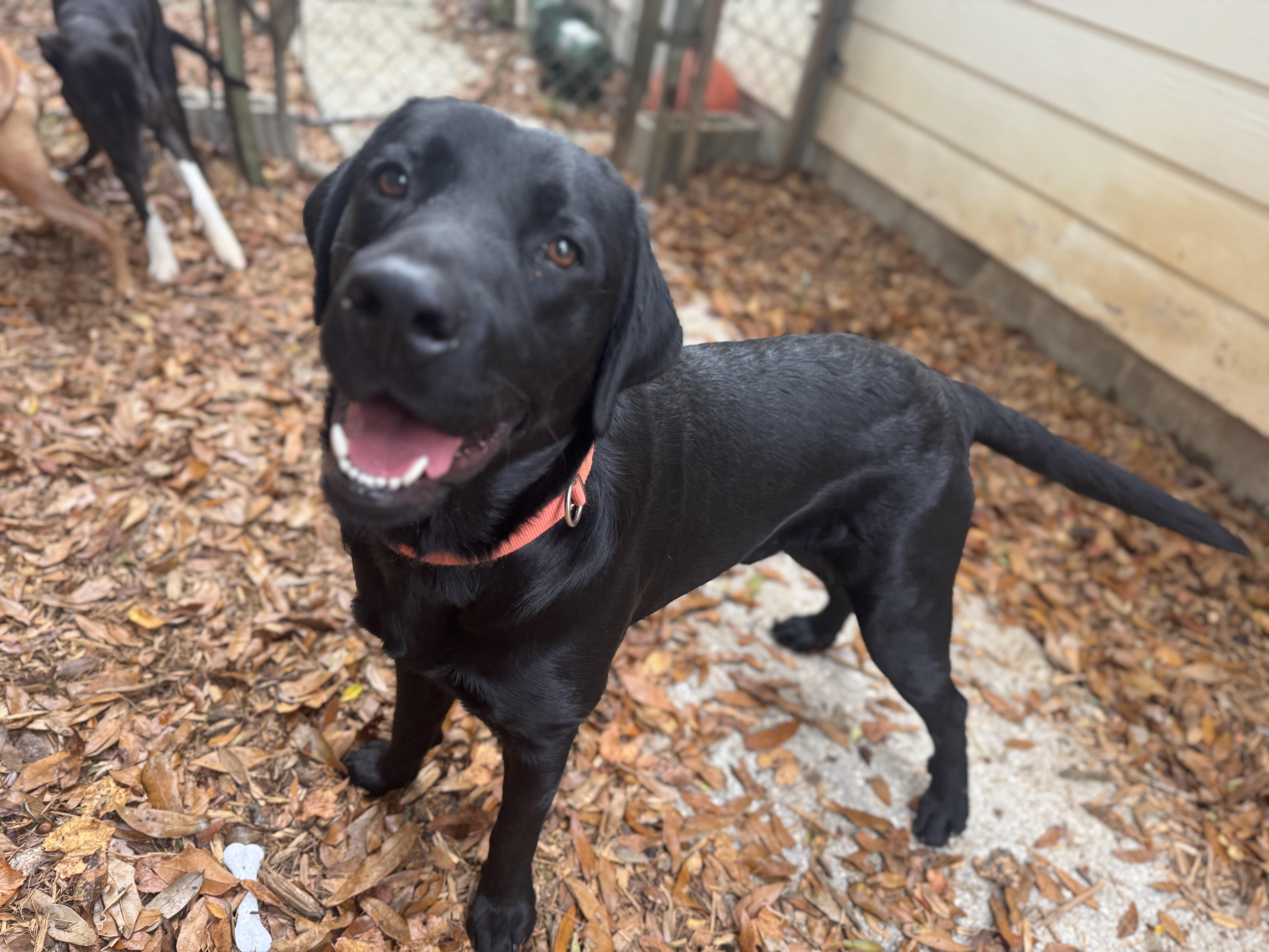 Bear, Adoptable, Young Male Black Labrador Retriever.