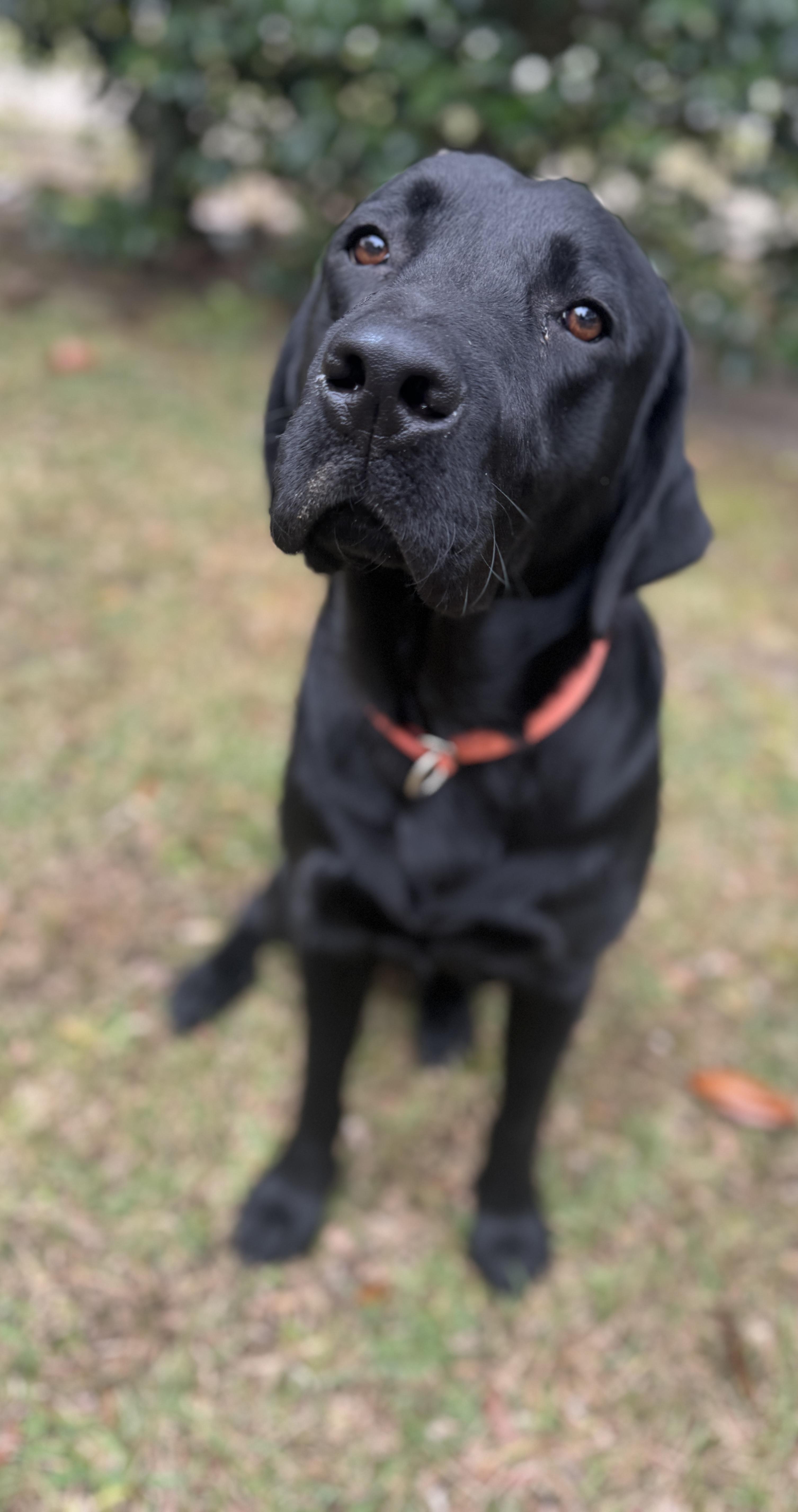 Enlarge Bear, a Adoptable Black Labrador Retriever in Navarre, FL image 3/4