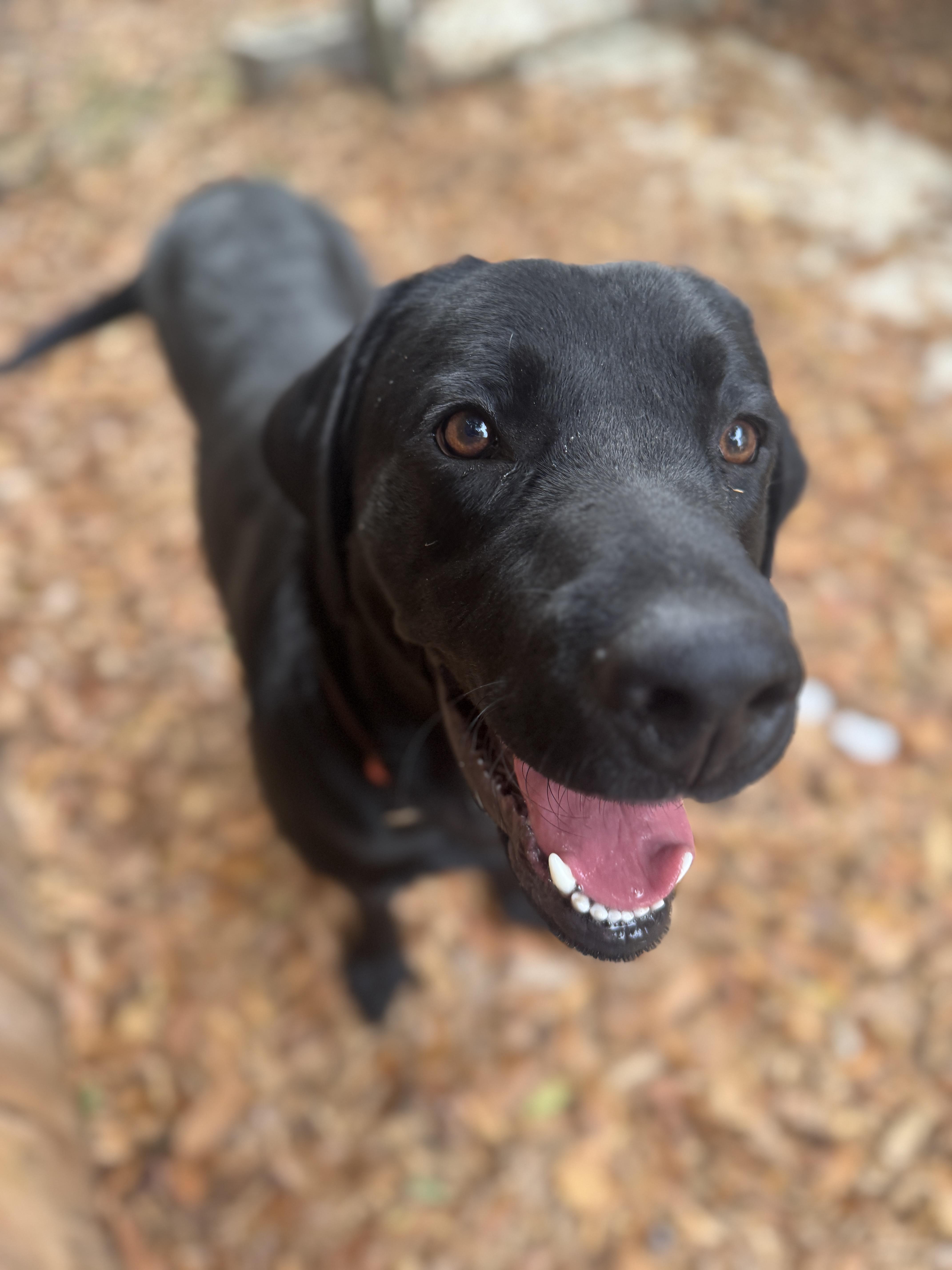 Enlarge Bear, a Adoptable Black Labrador Retriever in Navarre, FL image 4/4