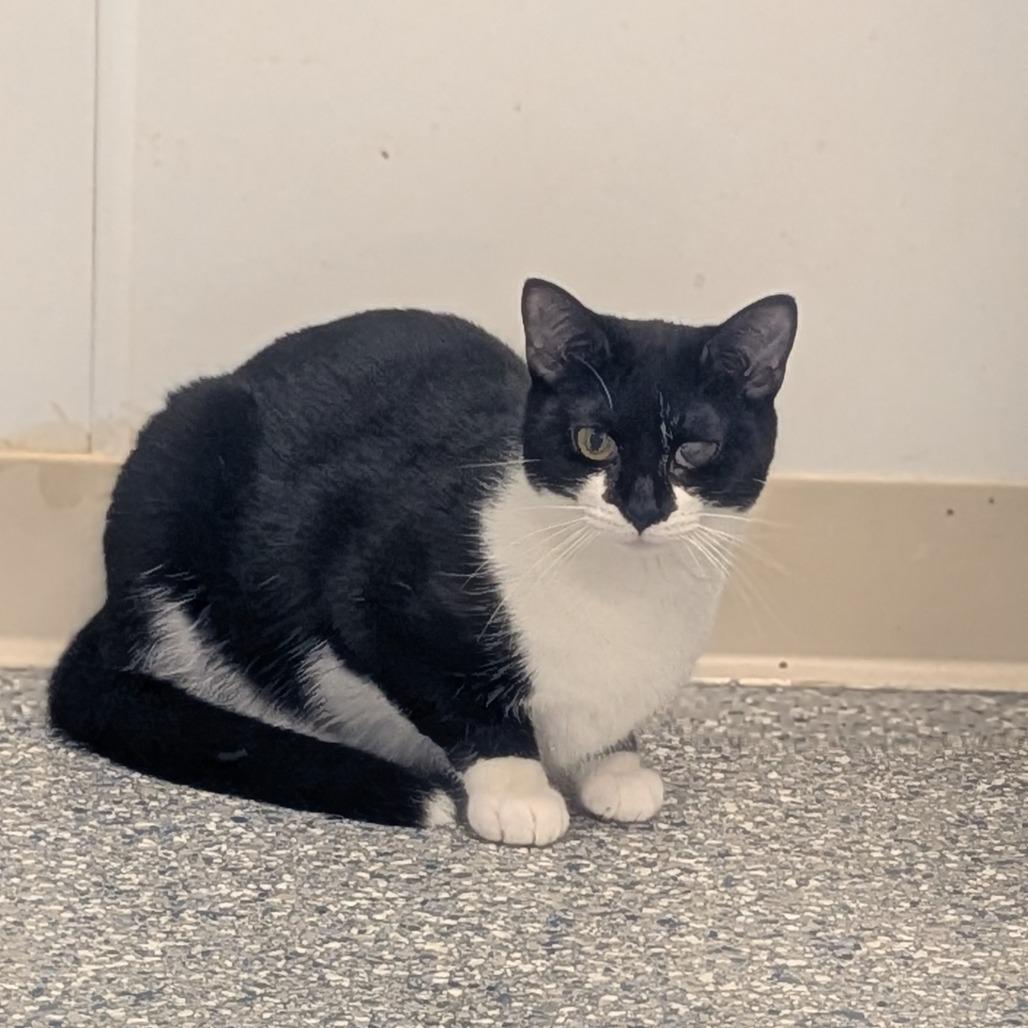 Enlarge Sweet Potato, a Adoptable Domestic Short Hair in Prairie du Chien, WI image 1/2