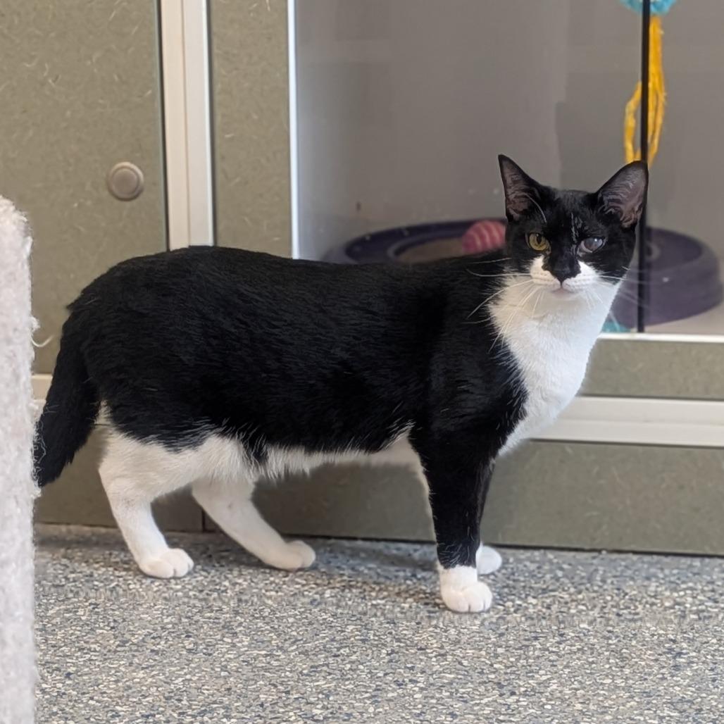 Enlarge Sweet Potato, a Adoptable Domestic Short Hair in Prairie du Chien, WI image 2/2