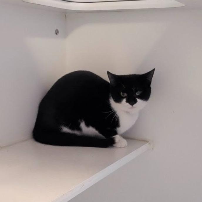 Enlarge Sweet Potato, a Adoptable Domestic Short Hair in Prairie du Chien, WI image 1/2