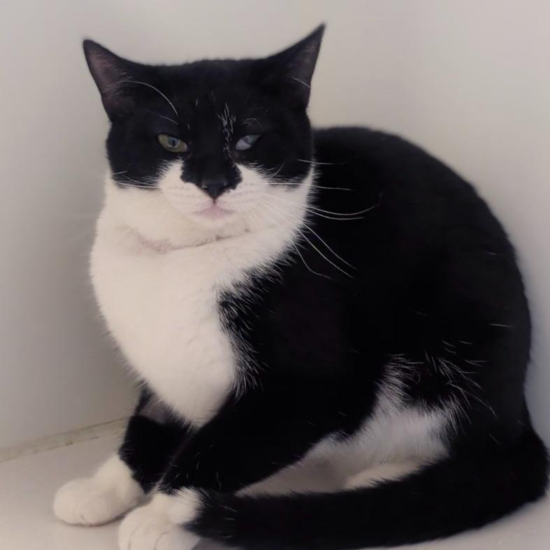 Enlarge Sweet Potato, a Adoptable Domestic Short Hair in Prairie du Chien, WI image 2/2