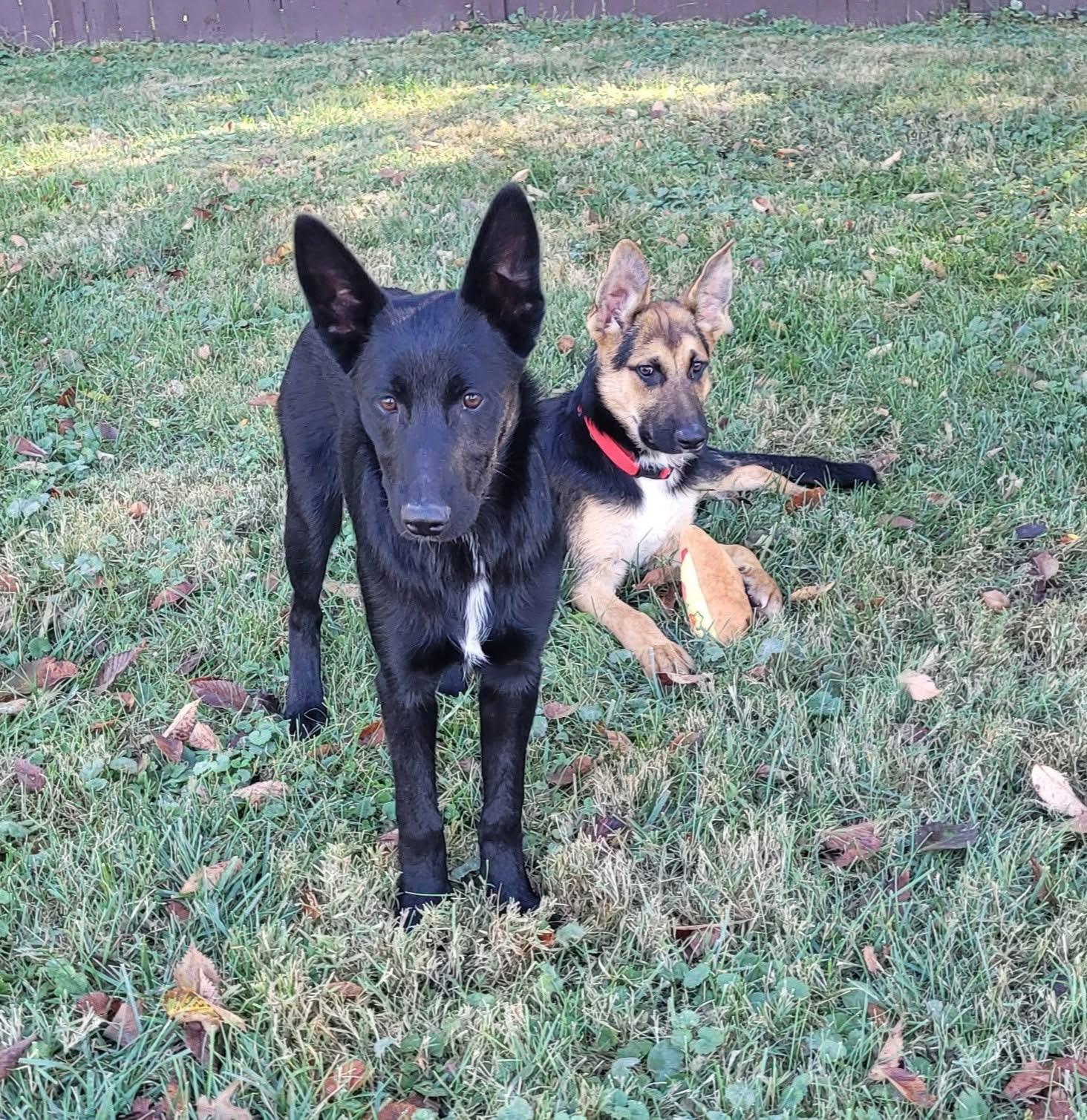 Enlarge Faline, an adopted mixed breed in Fairfax, VA image 2/4