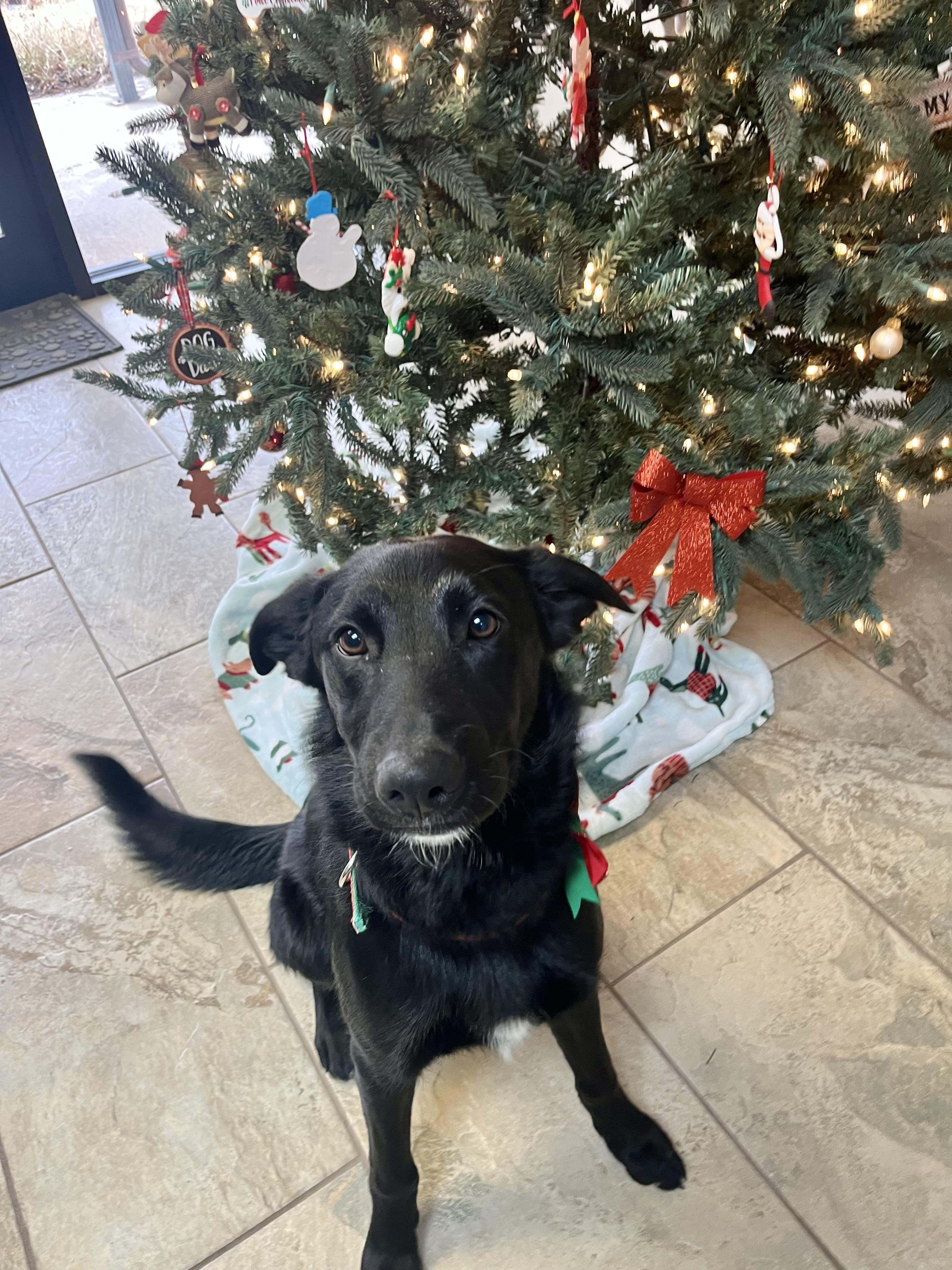 Enlarge Faline, an adopted mixed breed in Fairfax, VA image 3/4