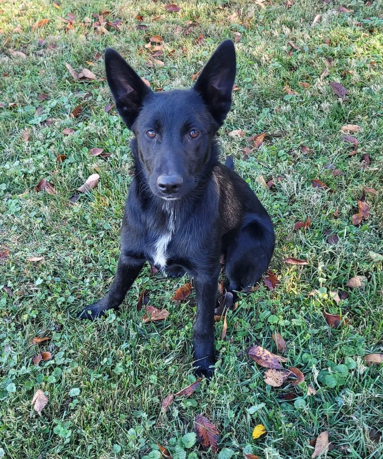 Faline, Adoptable, Young Female German Shepherd Dog.