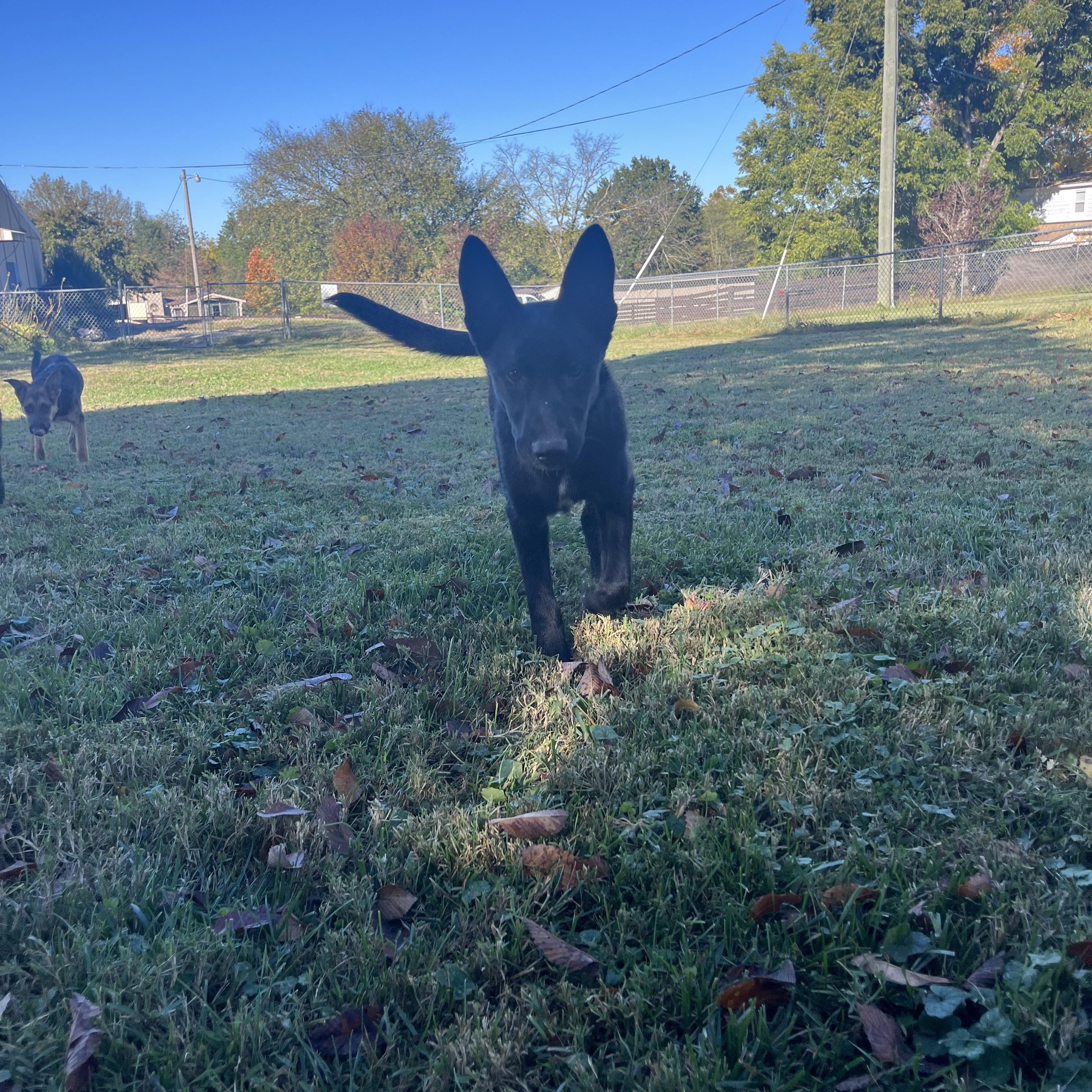 Enlarge Faline, an adopted mixed breed in Fairfax, VA image 4/4
