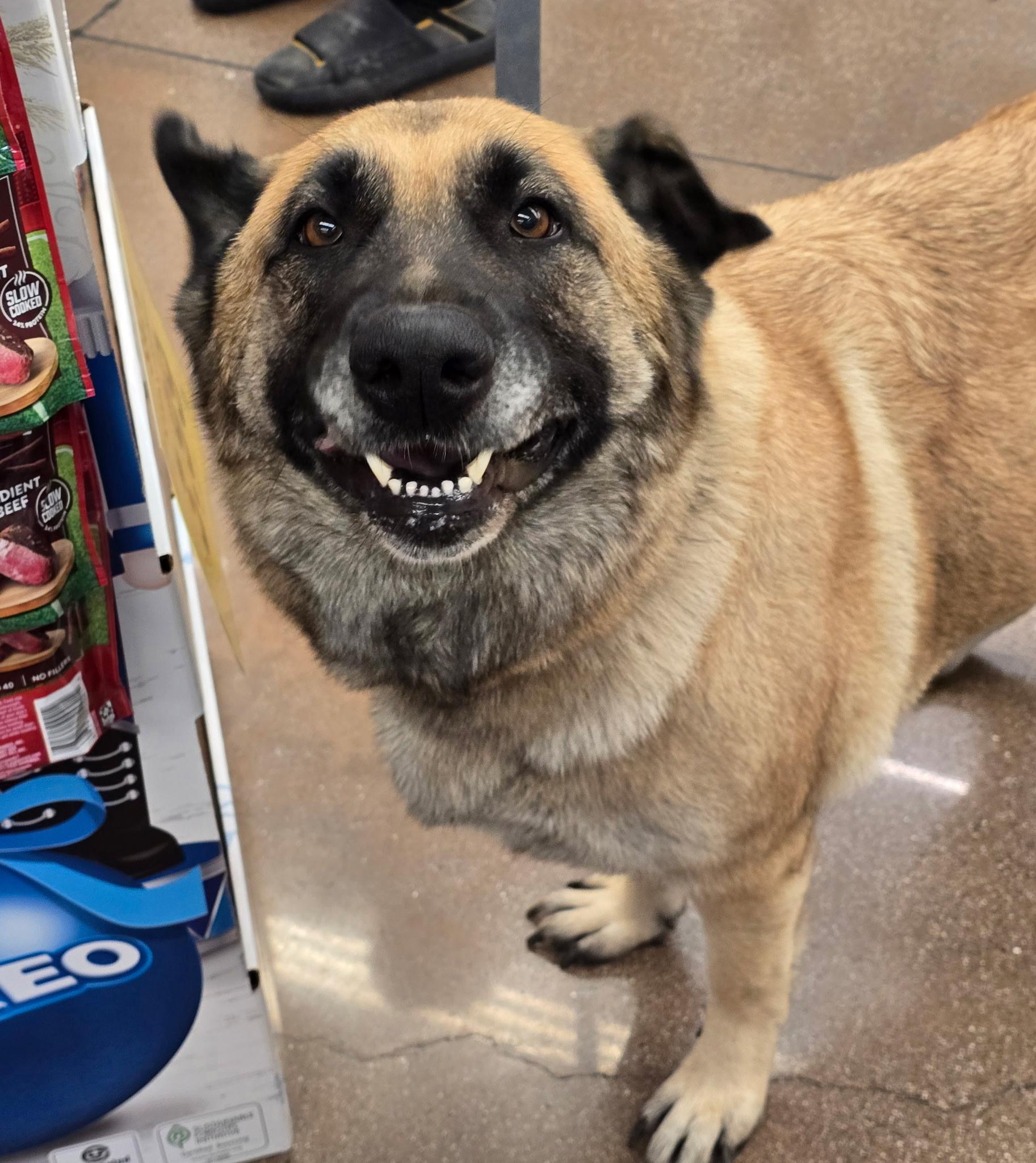 Coco, adopted, Adult Female Shepherd.