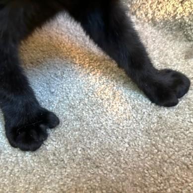 SUPER SLIPPERS!, a Adoptable mixed breed in Danbury, CT image 6/6