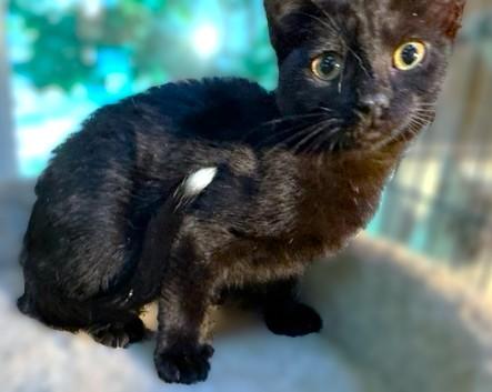 SUPER SLIPPERS!, a Adoptable mixed breed in Danbury, CT image 4/6