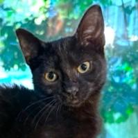 Super Slippers! thumbnail 5