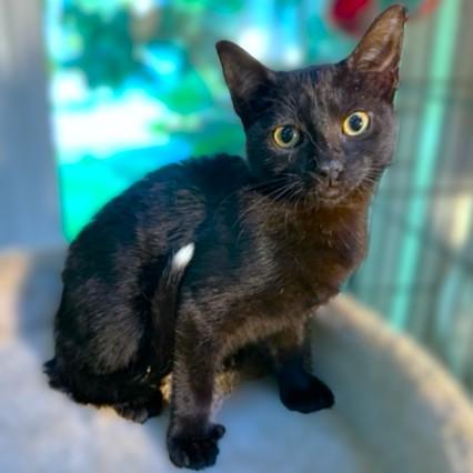 SUPER SLIPPERS!, Adoptable, Kitten Female Bombay & Extra-Toes Cat / Hemingway Polydactyl.