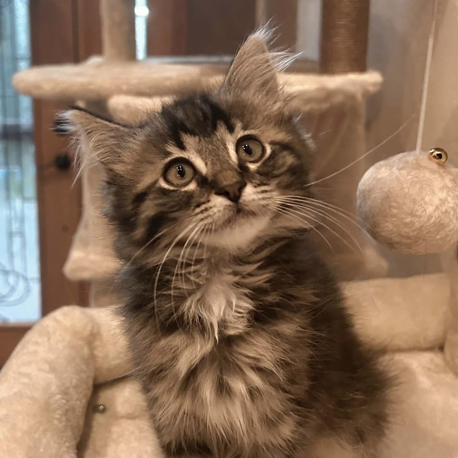Lanie, adopted, Kitten Female Domestic Long Hair & Tabby.