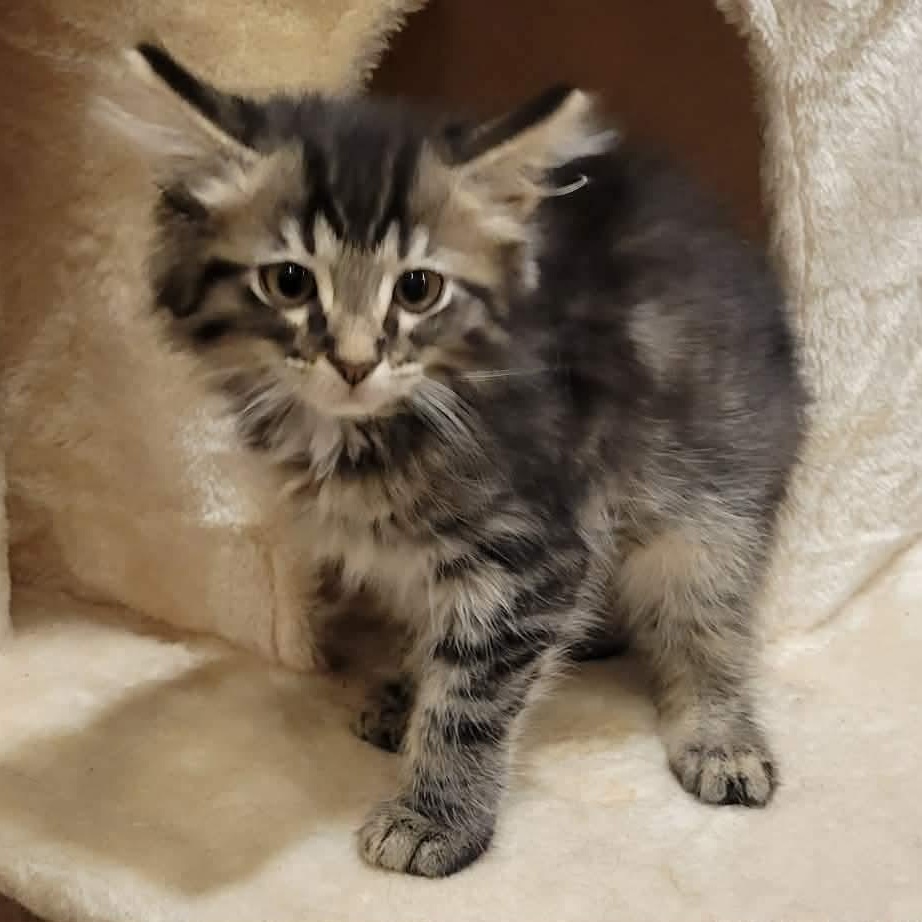 Enlarge Lanie, an adopted mixed breed in Greensburg, PA image 6/6
