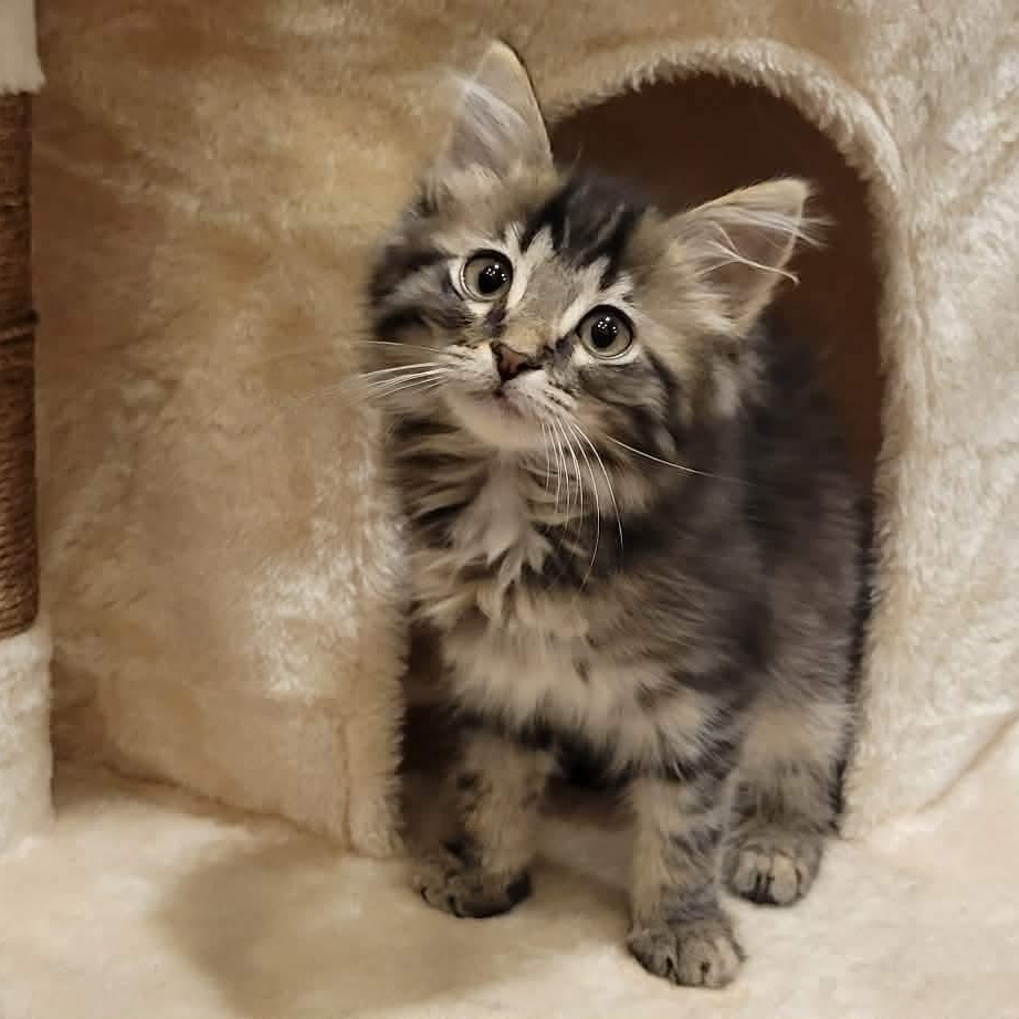 Enlarge Lanie, an adopted mixed breed in Greensburg, PA image 5/6