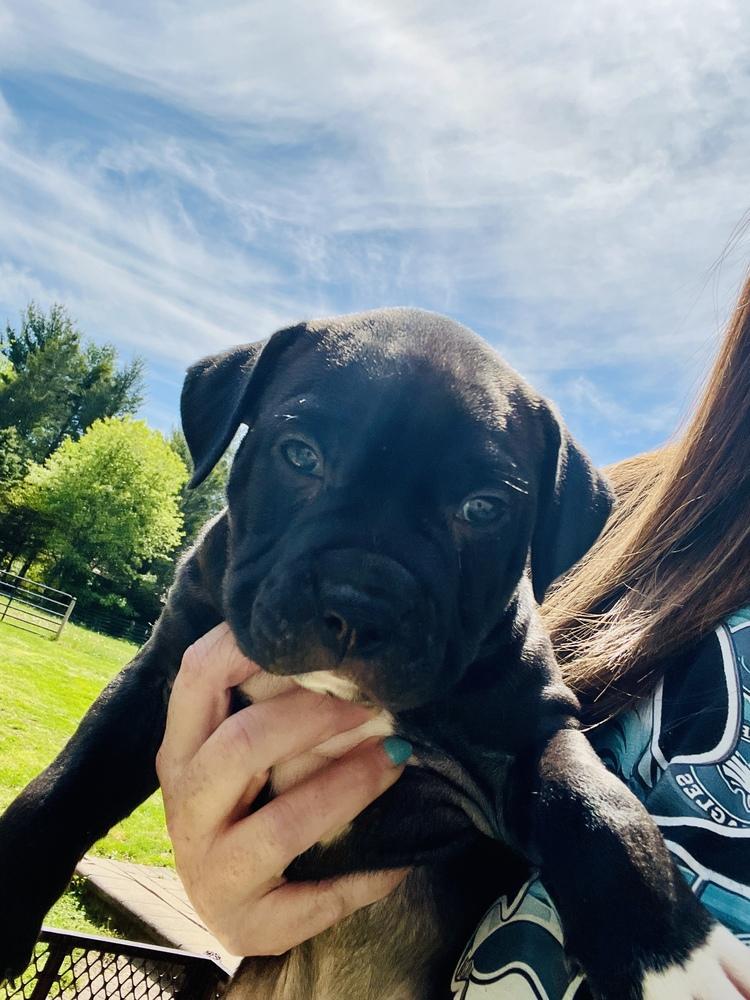 Napoli   (Tour of Italy 2026)  fka San Lorenzo, Adoptable, Puppy Male Pit Bull Terrier & Mixed Breed.