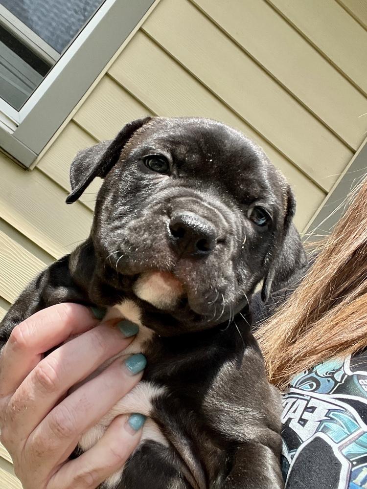 Enlarge Napoli   (Tour of Italy 2026)  fka San Lorenzo, a Adoptable mixed breed in Wenonah, NJ image 2/2
