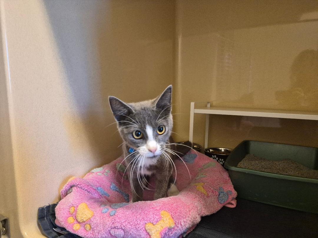 Enlarge ACO DSH, a Adoptable Domestic Short Hair in Hays, KS image 6/6