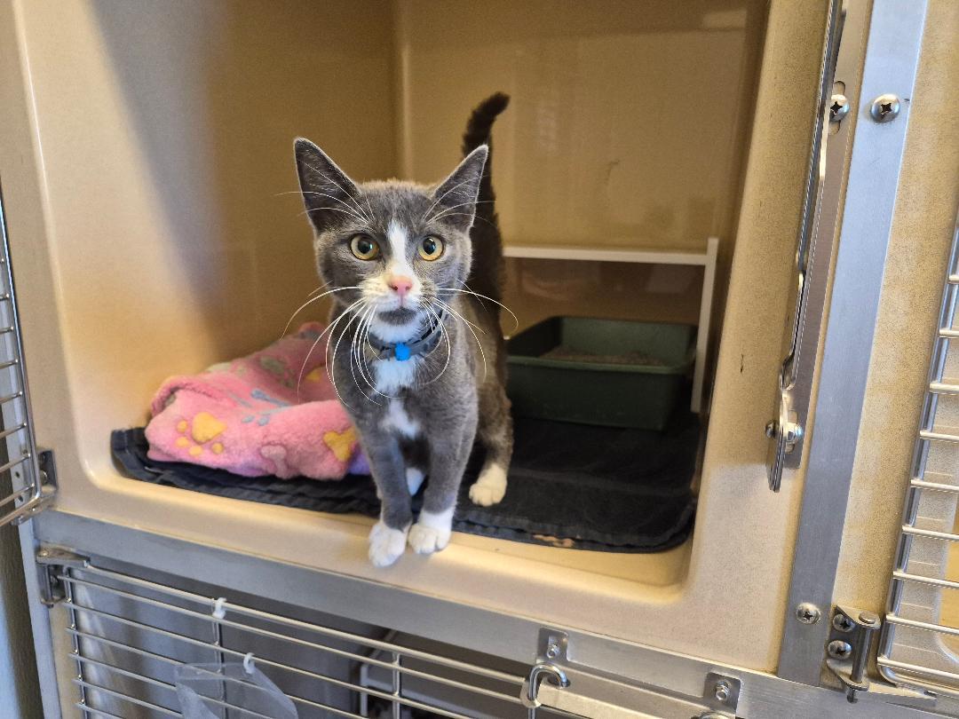 Enlarge ACO DSH, a Adoptable Domestic Short Hair in Hays, KS image 3/6