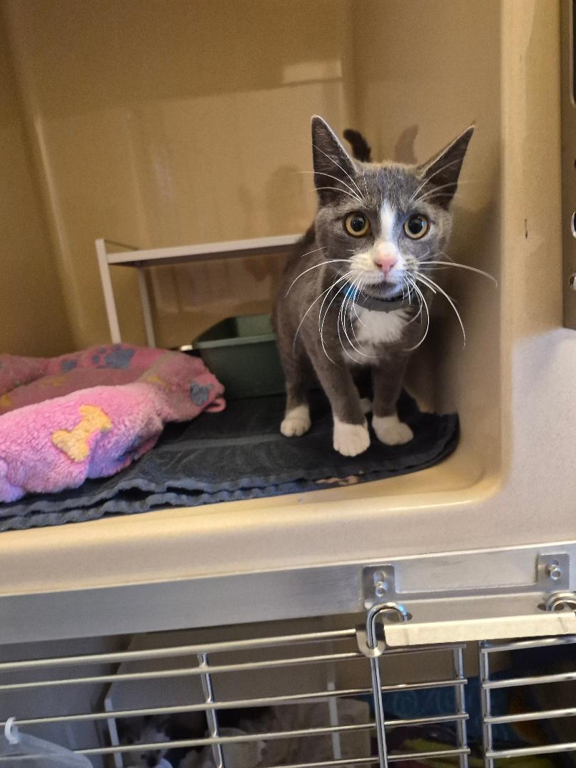Enlarge ACO DSH, a Adoptable Domestic Short Hair in Hays, KS image 5/6