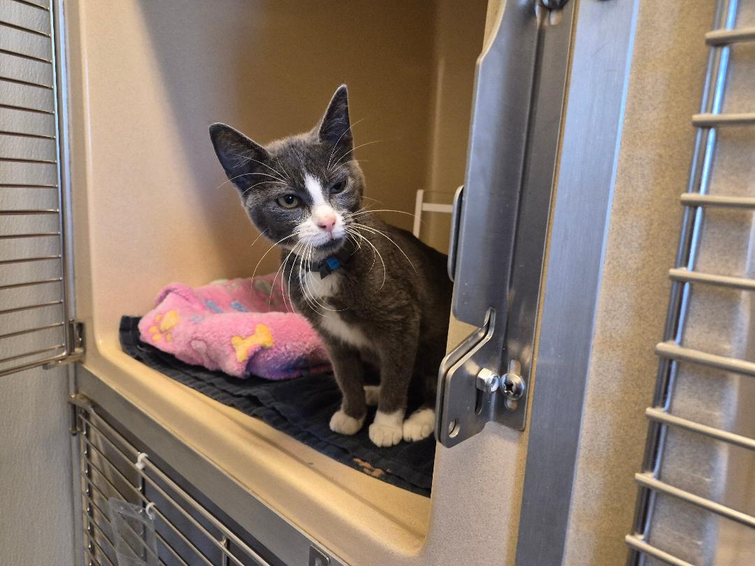 Enlarge ACO DSH, a Adoptable Domestic Short Hair in Hays, KS image 4/6