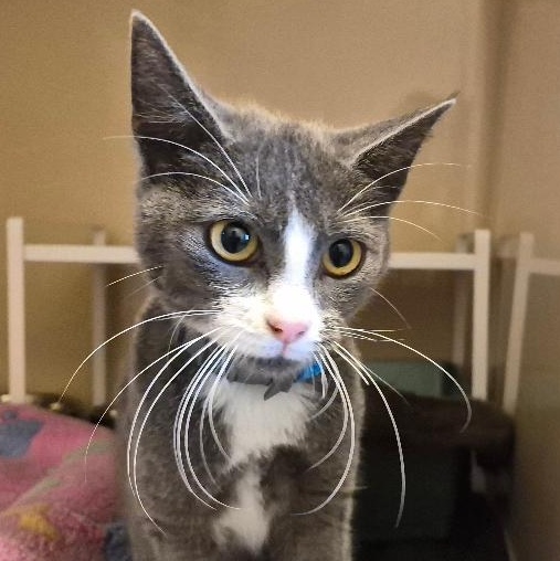 ACO DSH, Adoptable, Young Female Domestic Short Hair.