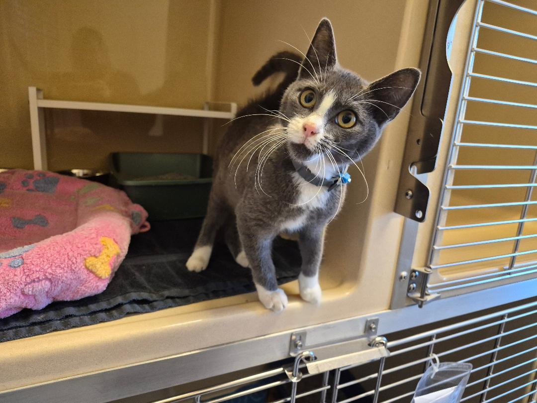 Enlarge ACO DSH, a Adoptable Domestic Short Hair in Hays, KS image 2/6