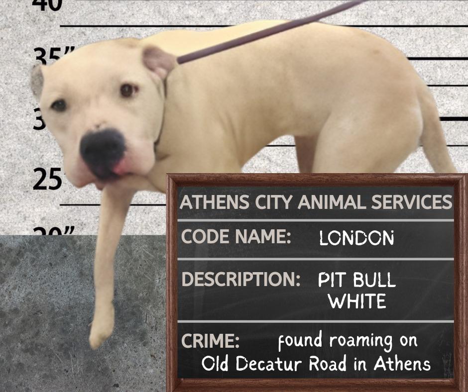 LONDON, Adoptable, Adult Female Pit Bull Terrier.