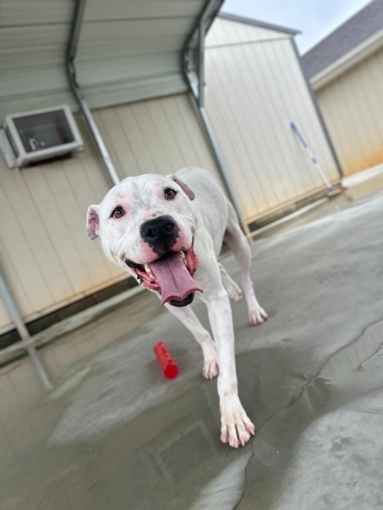 LONDON, a Adoptable Pit Bull Terrier in Athens, AL image 2/2