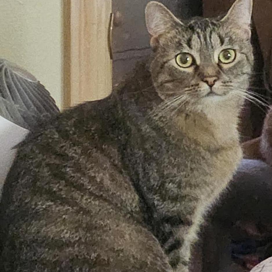 Daylin, a Adoptable Domestic Short Hair in Cincinnati, OH image 1/6