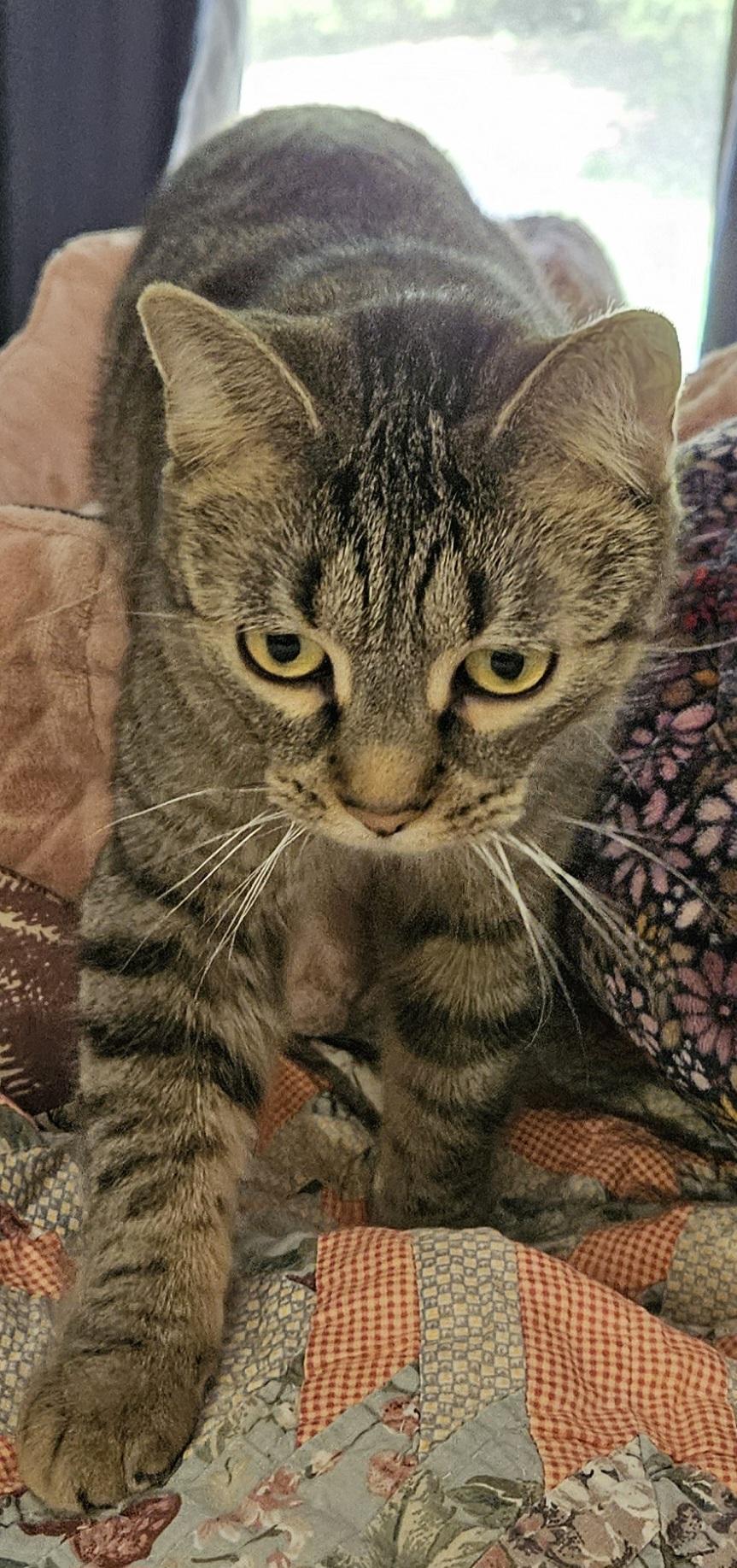 Daylin, a Adoptable Domestic Short Hair in Cincinnati, OH image 2/6