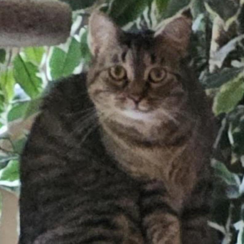 Daylin — thumbnail 3