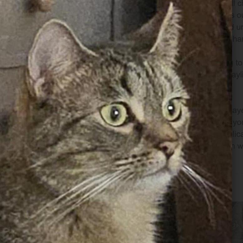 Daylin, a Adoptable Domestic Short Hair in Cincinnati, OH image 6/6