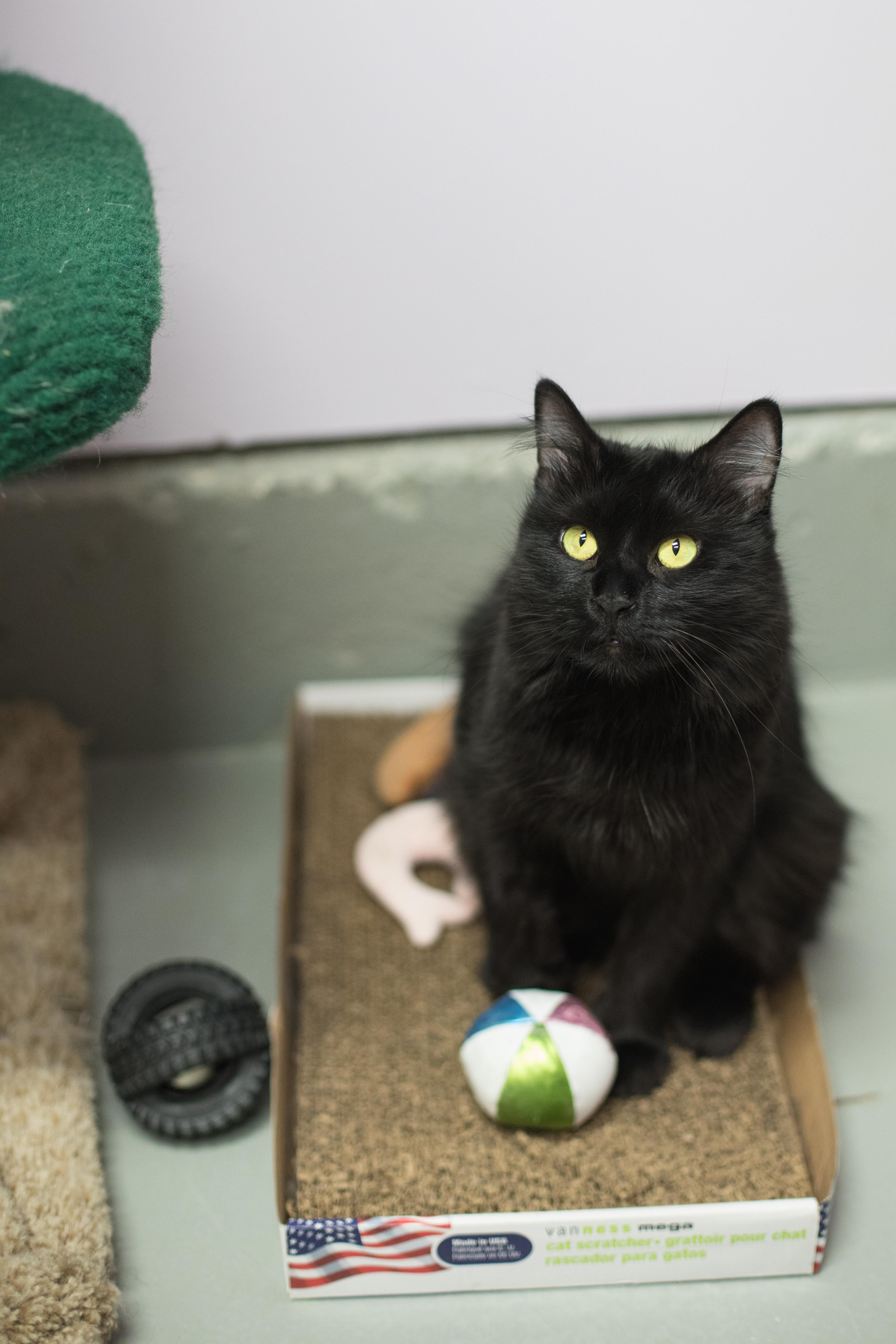 Enlarge Lexi, a Adoptable mixed breed in Terryville, CT image 1/6