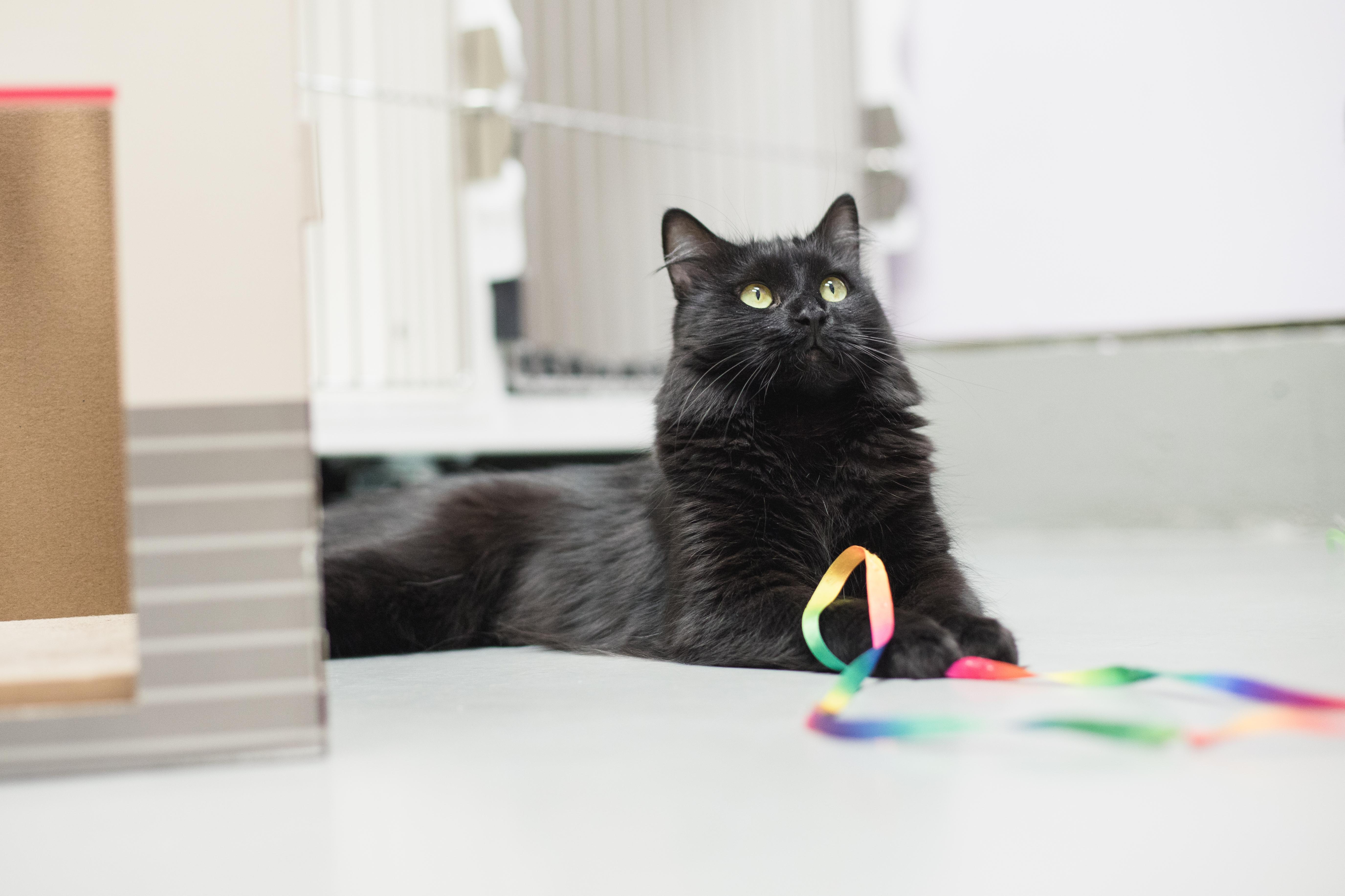 Enlarge Lexi, a Adoptable mixed breed in Terryville, CT image 2/6