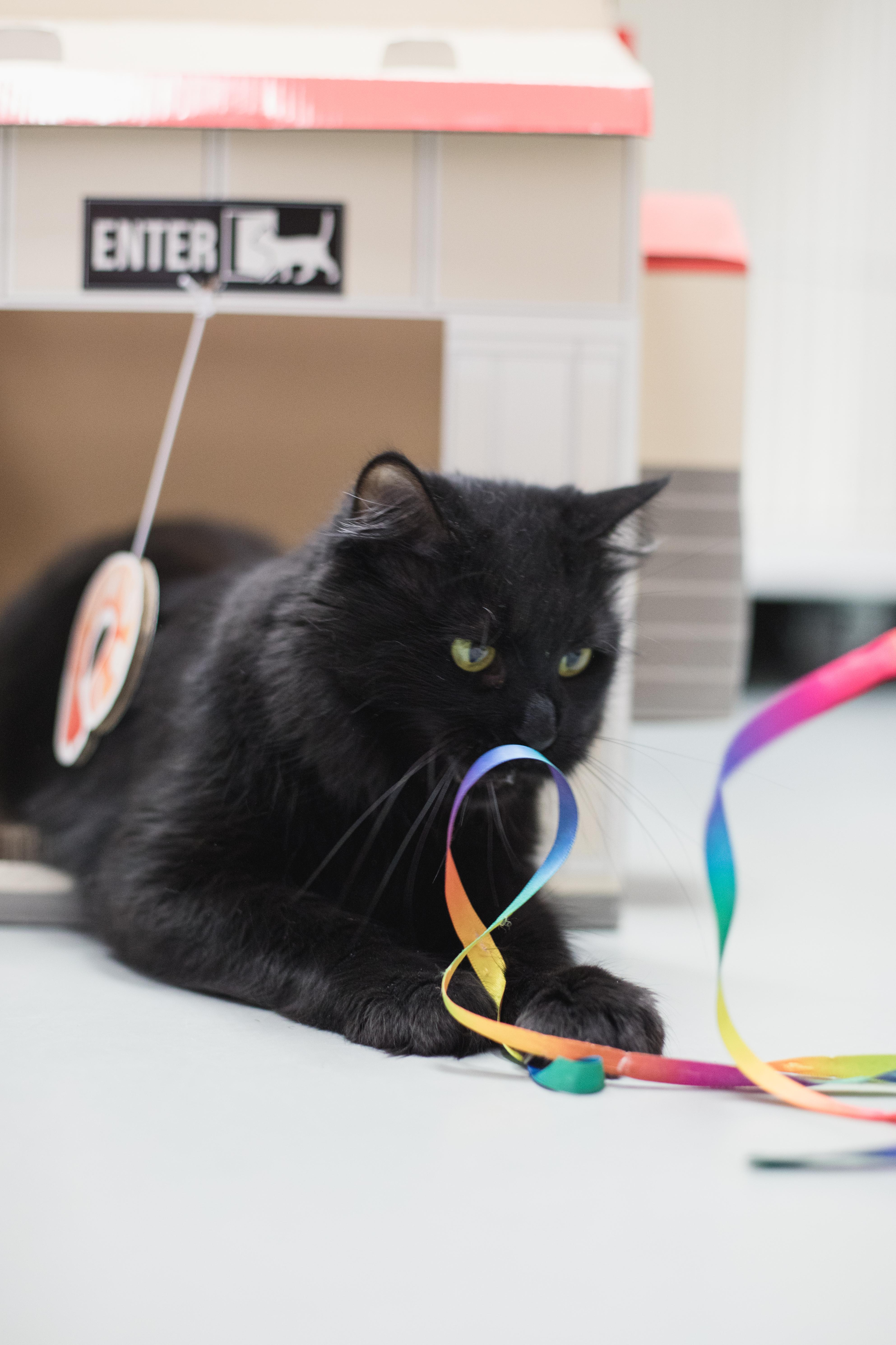 Enlarge Lexi, a Adoptable mixed breed in Terryville, CT image 4/6