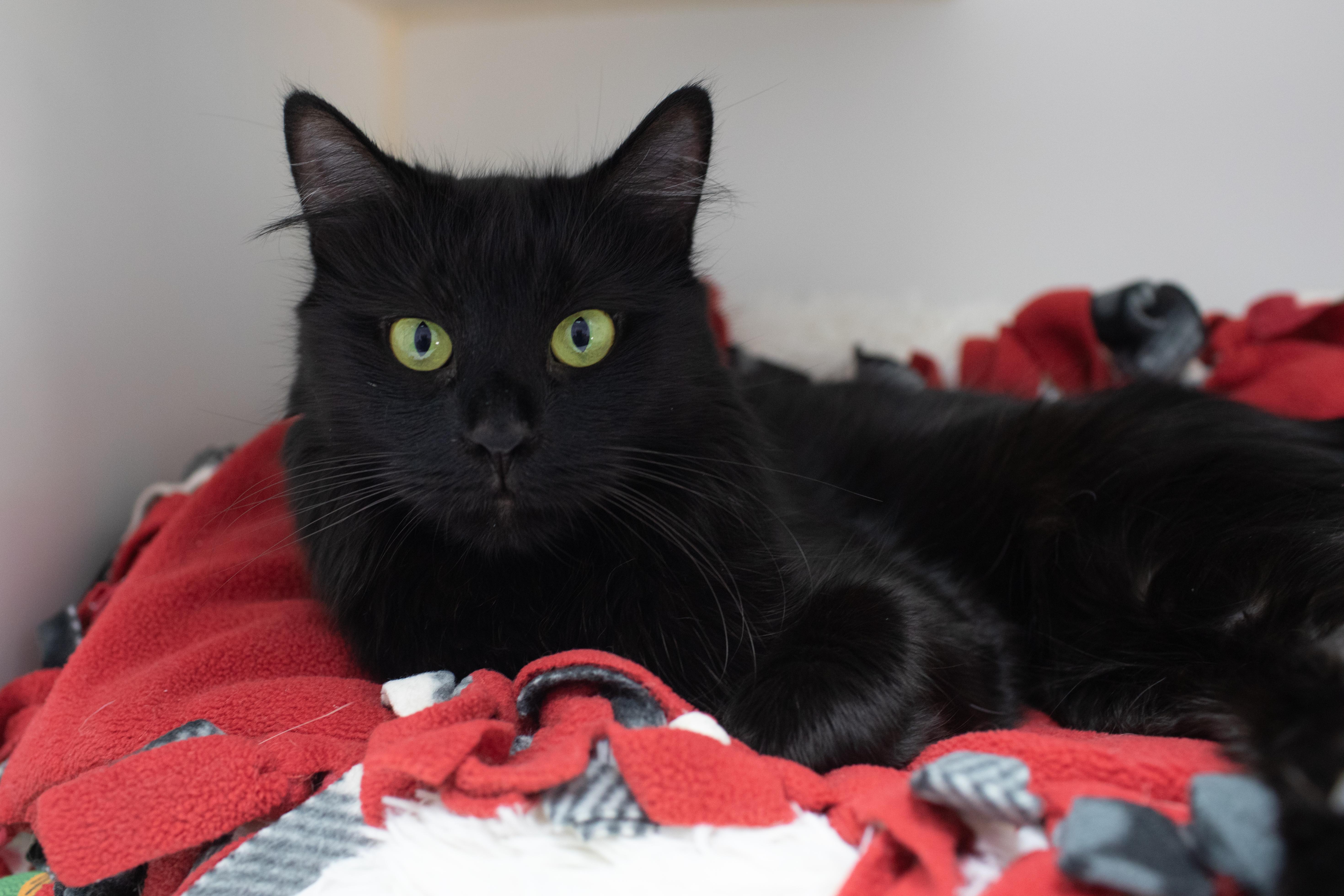 Enlarge Lexi, a Adoptable mixed breed in Terryville, CT image 5/6