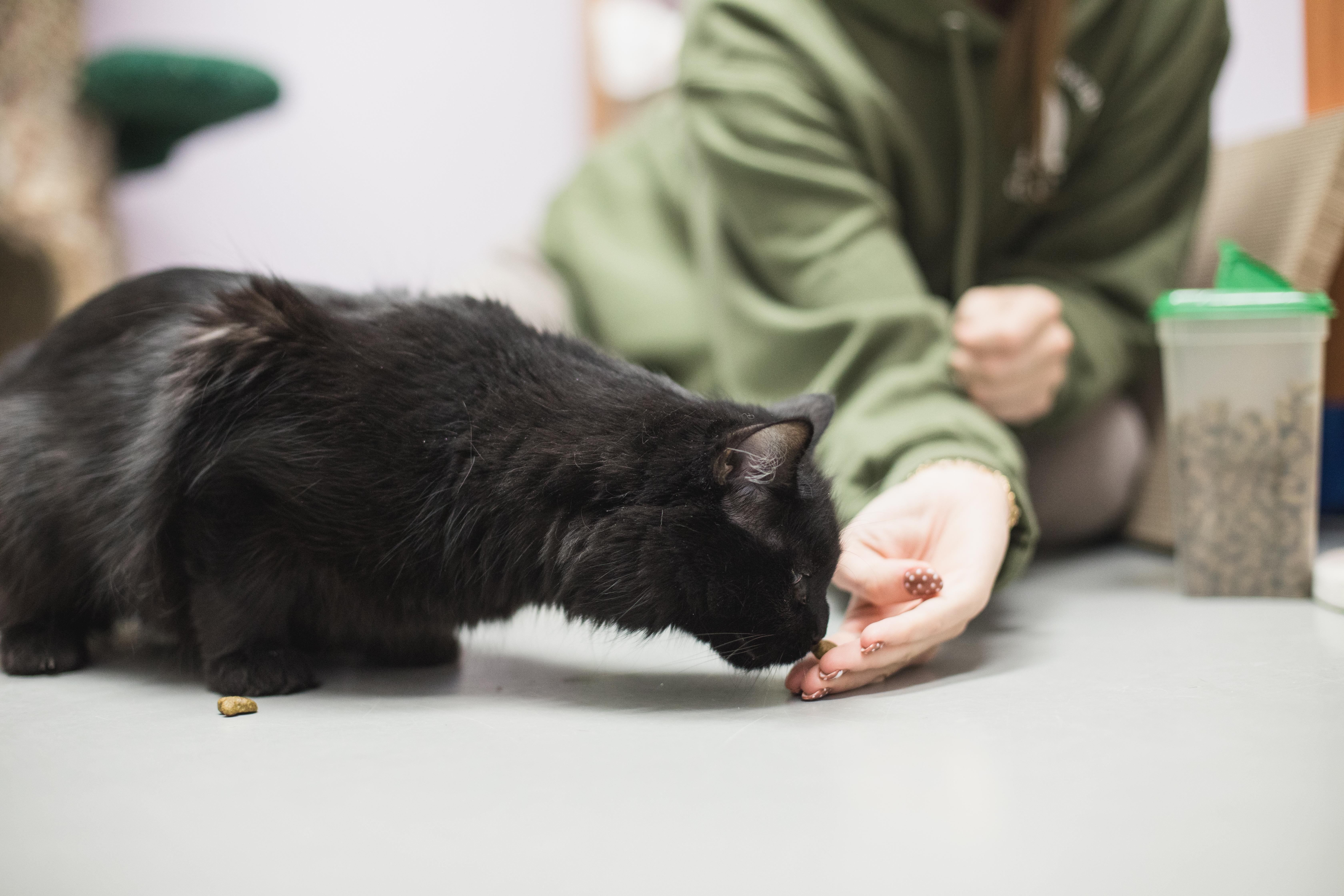 Enlarge Lexi, a Adoptable mixed breed in Terryville, CT image 6/6