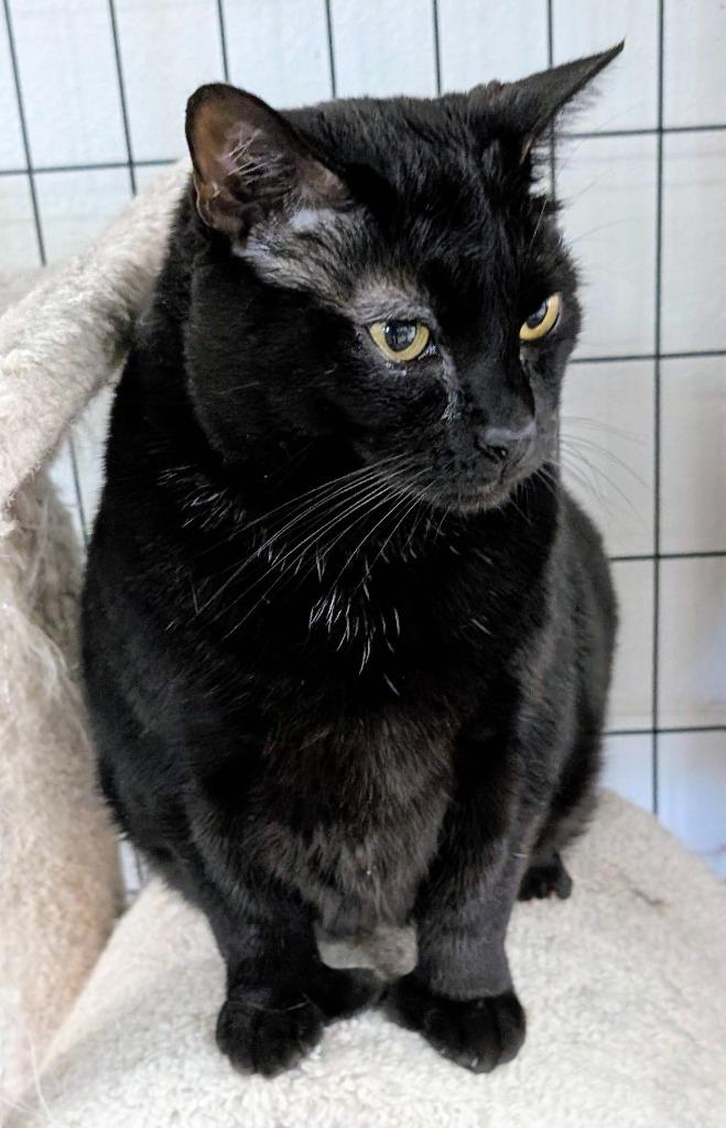 Granny, Adoptable, Adult Female Domestic Short Hair.