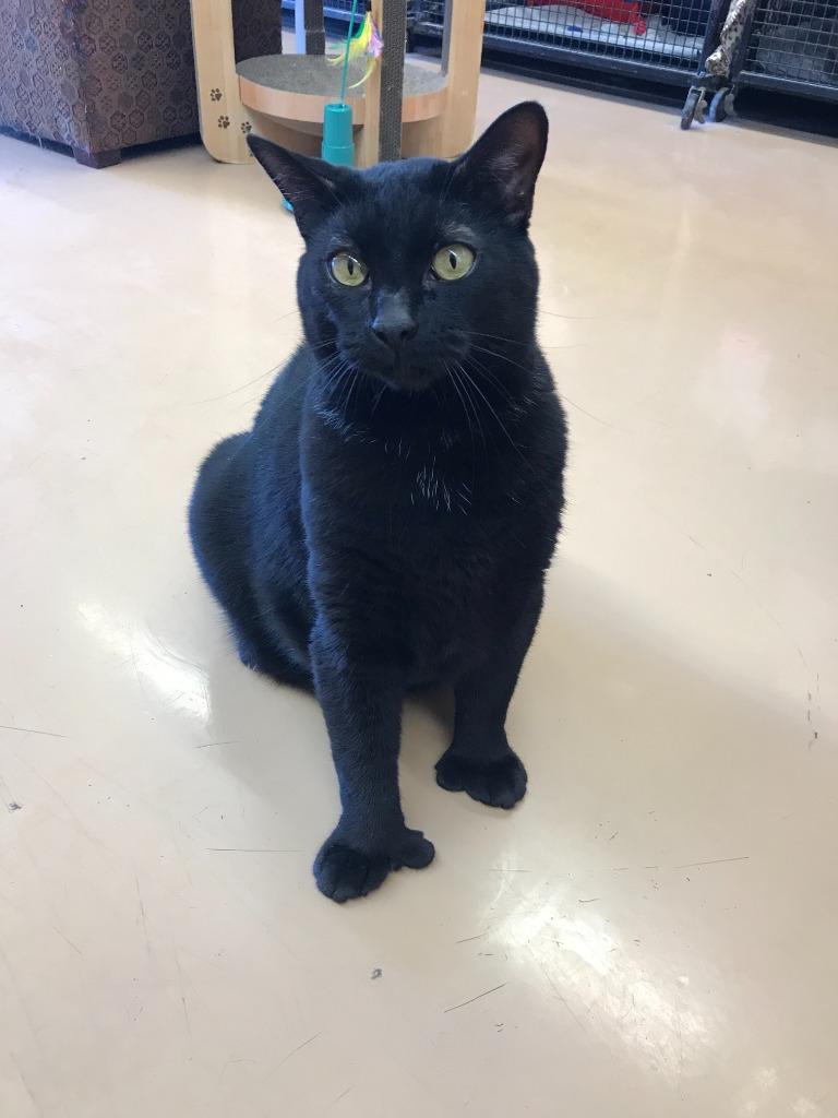 Enlarge Granny, a Adoptable mixed breed in Peoria, AZ image 2/5