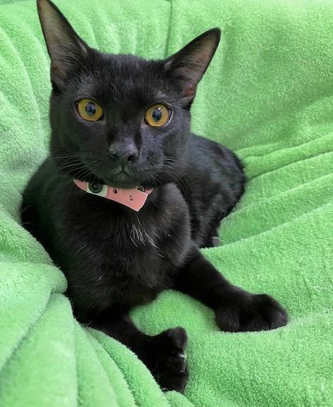 Enlarge Granny, a Adoptable mixed breed in Peoria, AZ image 3/5