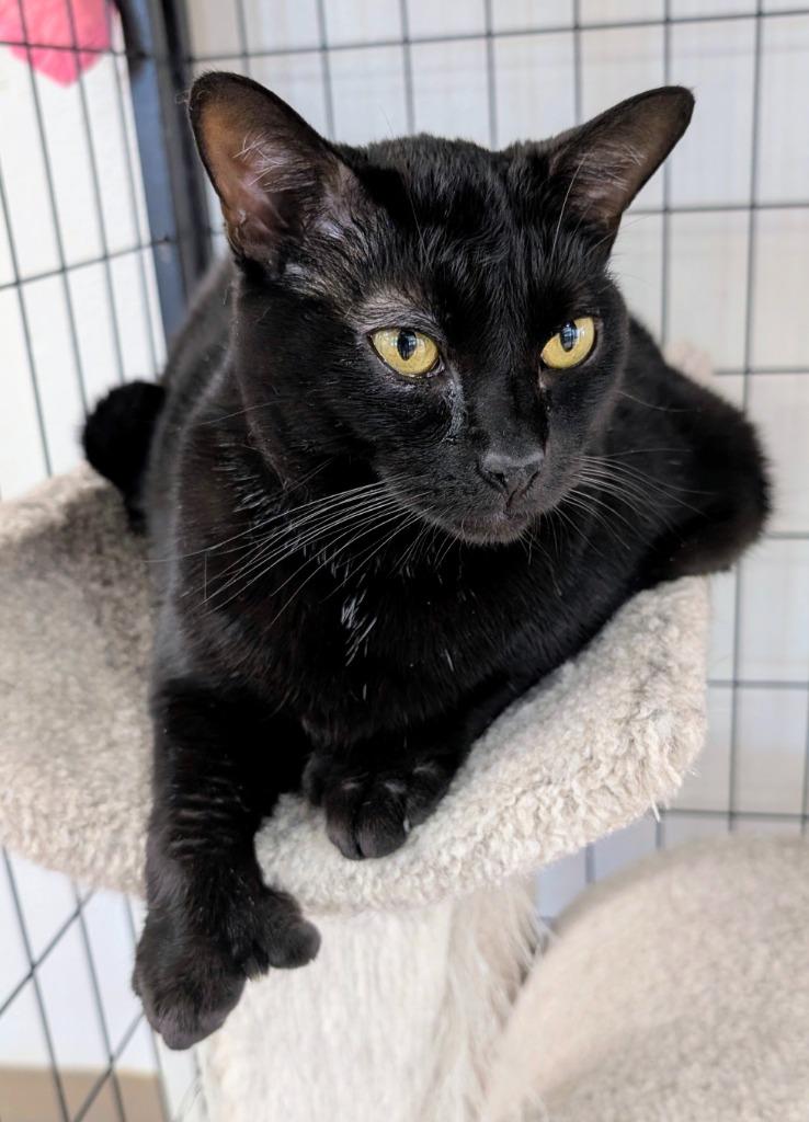 Enlarge Granny, a Adoptable mixed breed in Peoria, AZ image 4/5
