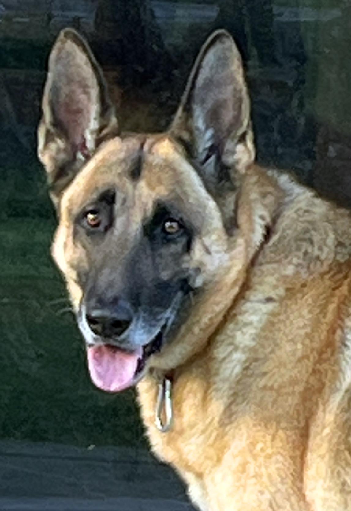 Loki, ADOPTABLE, Adult Male German Shepherd Dog.