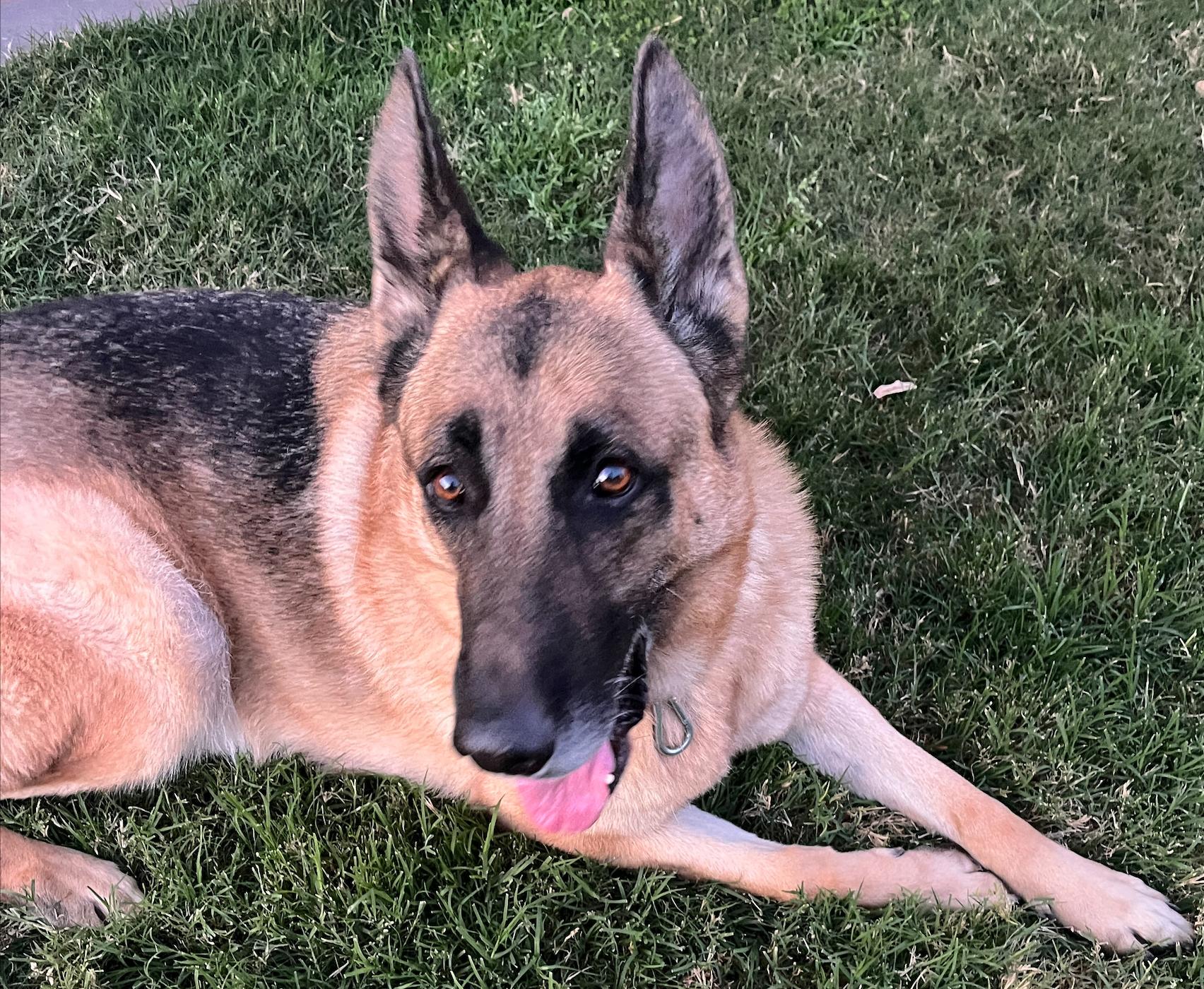 Loki, a ADOPTABLE German Shepherd Dog in Phoenix, AZ image 3/3