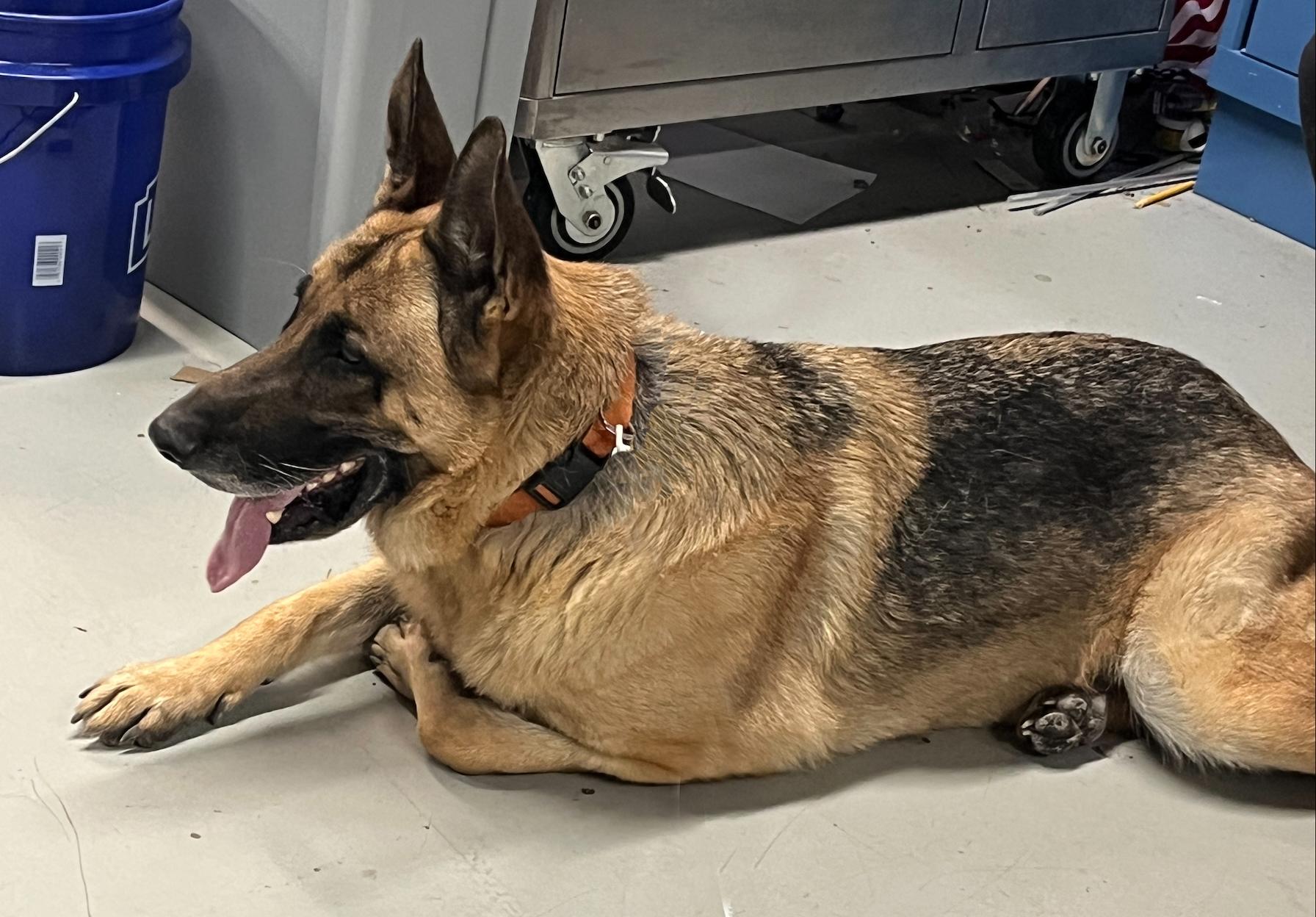 Loki, a ADOPTABLE German Shepherd Dog in Phoenix, AZ image 2/3