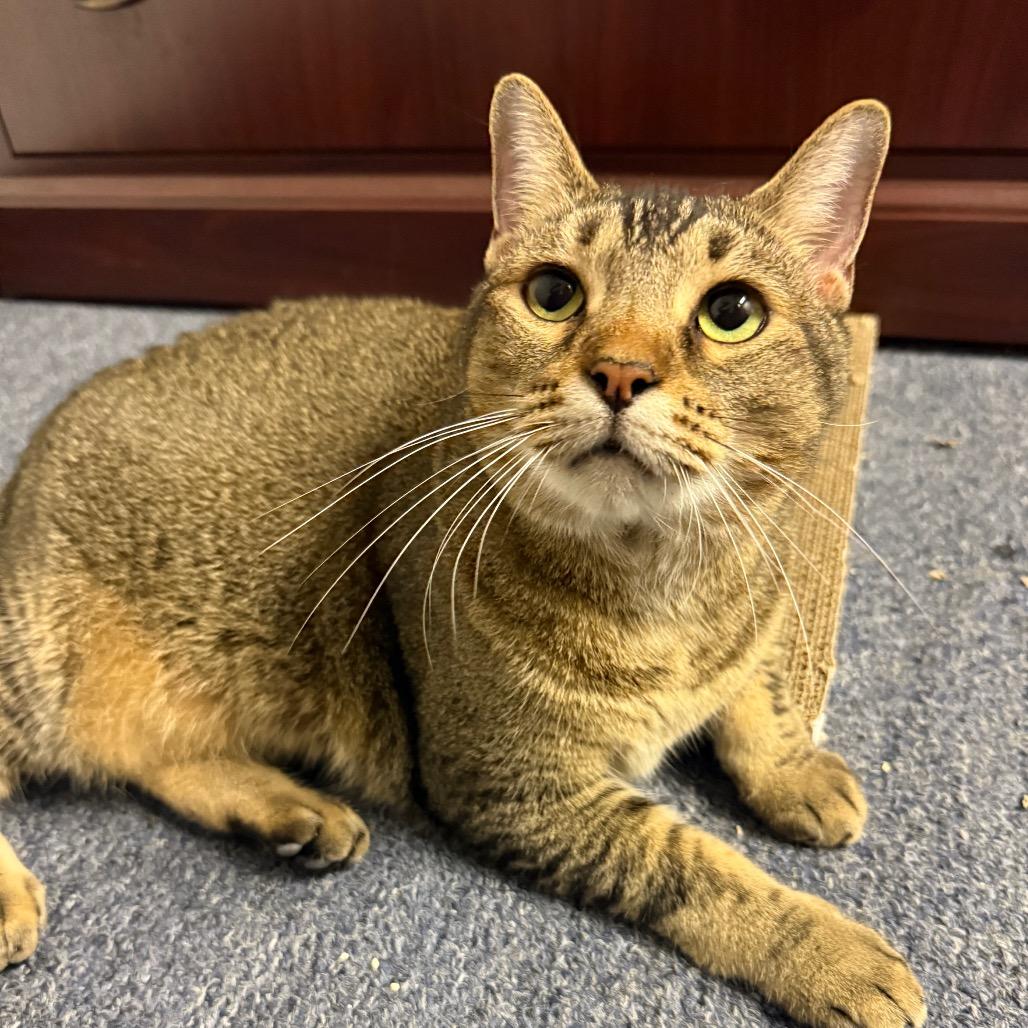 Enlarge Tub, a Adoptable Domestic Short Hair in Houston, TX image 1/4