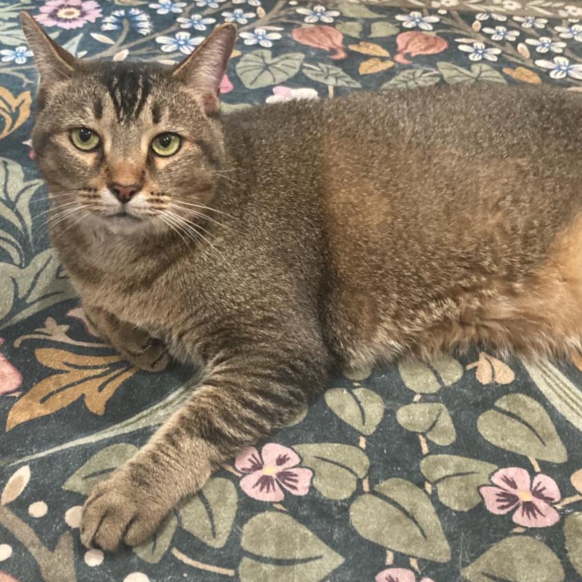 Enlarge Tub, a Adoptable Domestic Short Hair in Houston, TX image 2/4