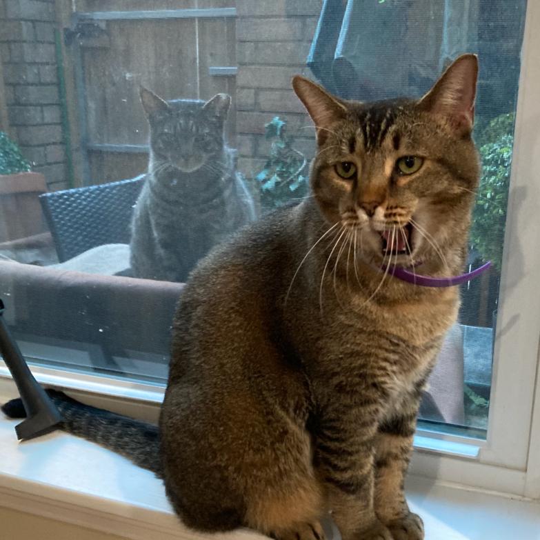 Enlarge Tub, a Adoptable Domestic Short Hair in Houston, TX image 3/4