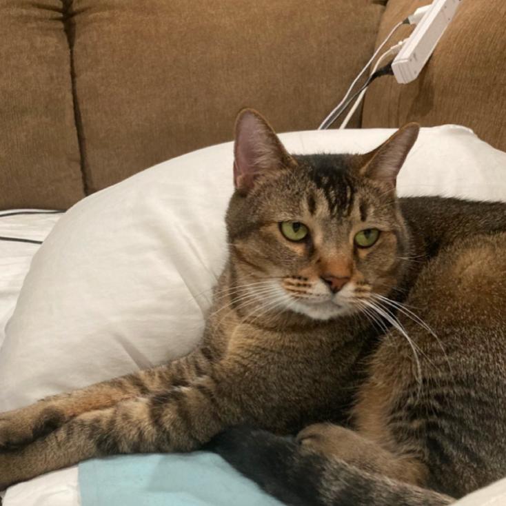 Enlarge Tub, a Adoptable Domestic Short Hair in Houston, TX image 4/4